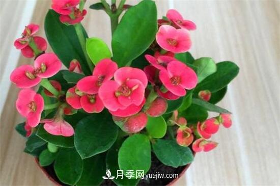 一年四季都開花的盆栽，盤點十種全年花期的花卉(圖2)