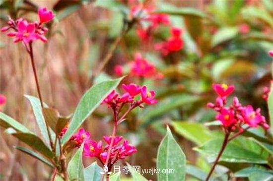 一年四季都開花的盆栽，盤點十種全年花期的花卉(圖3)