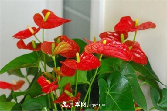 一年四季都開花的盆栽，盤點十種全年花期的花卉(圖4)