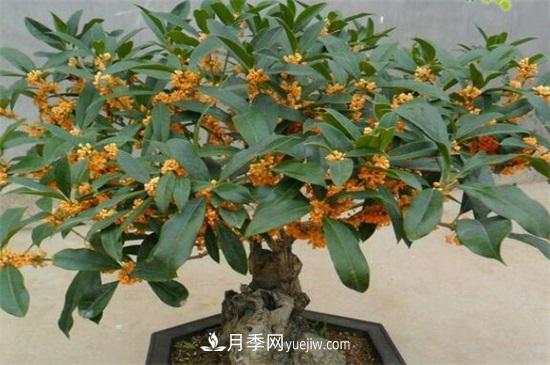 一年四季都開花的盆栽，盤點十種全年花期的花卉(圖5)