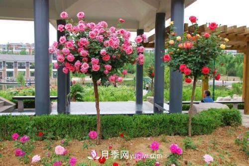 用野生薔薇嫁接灌木月季，能不能養(yǎng)成樹(shù)狀月季？(圖1)