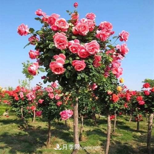 用野生薔薇嫁接灌木月季，能不能養(yǎng)成樹(shù)狀月季？(圖3)