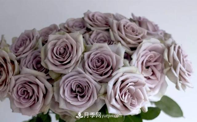 10種復(fù)古色月季，氣質(zhì)炸裂！花友值得入手！(圖2)