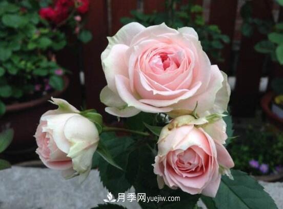 常年開花的花卉有哪些，推薦10種四季盛開的花卉(圖1)