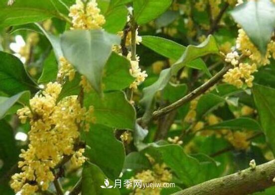常年開花的花卉有哪些，推薦10種四季盛開的花卉(圖4)