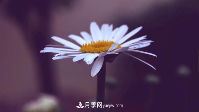 代表希望的花有哪些？推薦六大代表希望的花朵(圖1)