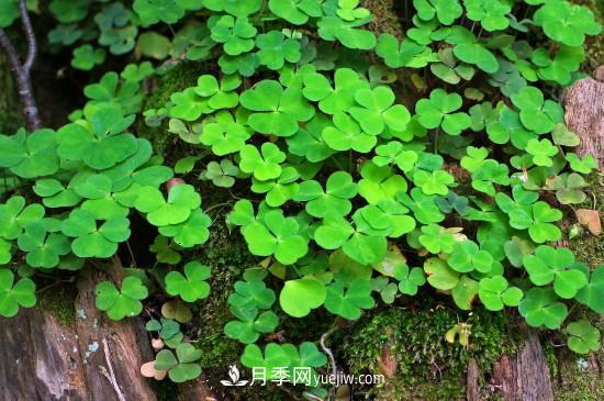 代表希望的花有哪些？推薦六大代表希望的花朵(圖3)
