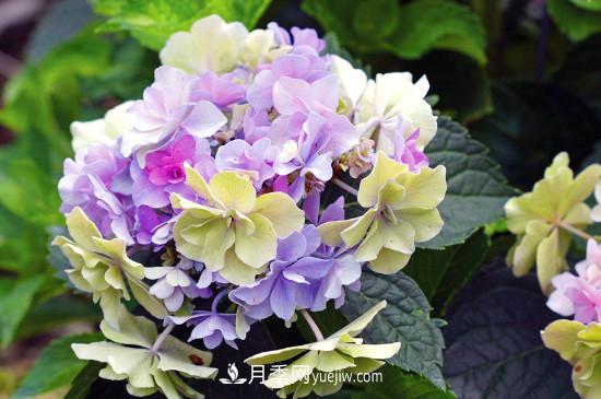 代表希望的花有哪些？推薦六大代表希望的花朵(圖2)