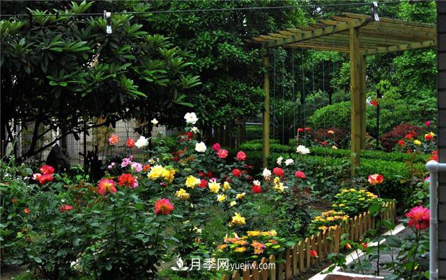 南通市花是什么？南通市花是月季(圖1)