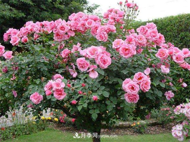 南通市花是什么？南通市花是月季(圖2)