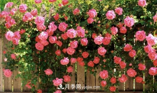 藤本月季的種植方法與養(yǎng)護(hù)辦法，適當(dāng)修剪更勤花(圖2)