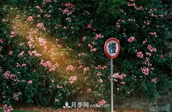 藤本月季的種植方法與養(yǎng)護(hù)辦法，適當(dāng)修剪更勤花(圖1)