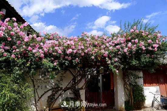 藤本月季的種植方法與養(yǎng)護(hù)辦法，適當(dāng)修剪更勤花(圖5)
