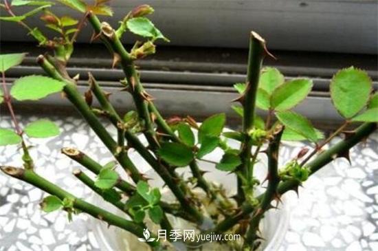 造成月季只長(zhǎng)枝條而不開花有(圖1)