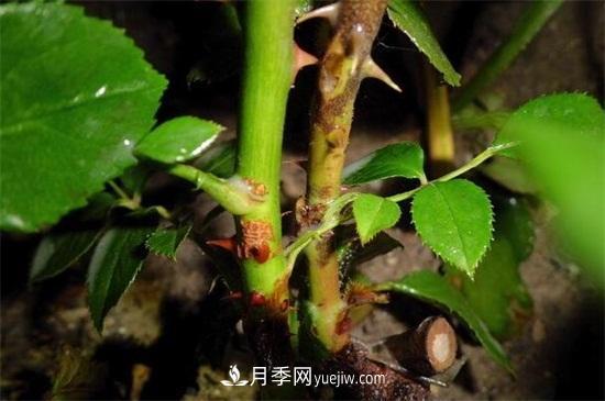 造成月季只長(zhǎng)枝條而不開花有(圖2)