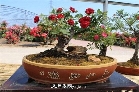 月季花可以澆茶葉水嗎？不可以(圖5)