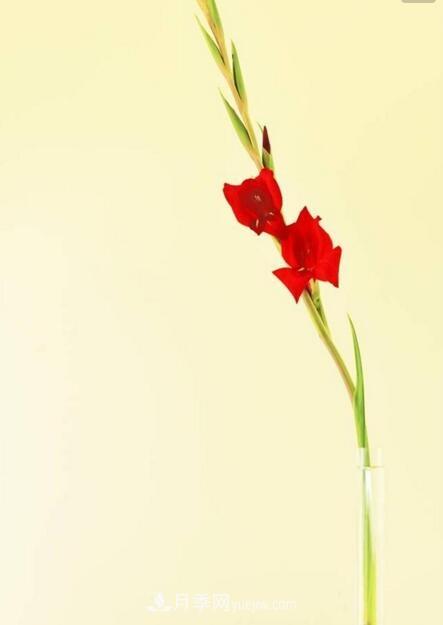 傳統(tǒng)的四大切花包括月季，菊花，康乃馨，劍蘭(圖2)