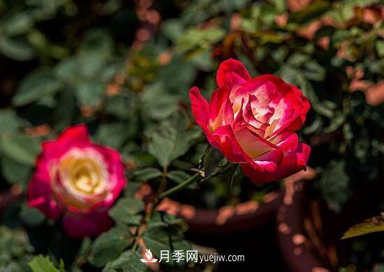傳統(tǒng)的四大切花包括月季，菊花，康乃馨，劍蘭(圖1)