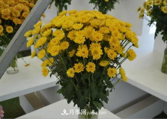 傳統(tǒng)的四大切花包括月季，菊花，康乃馨，劍蘭(圖3)
