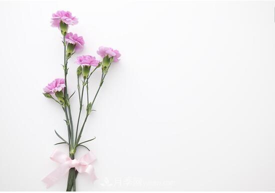 傳統(tǒng)的四大切花包括月季，菊花，康乃馨，劍蘭(圖4)