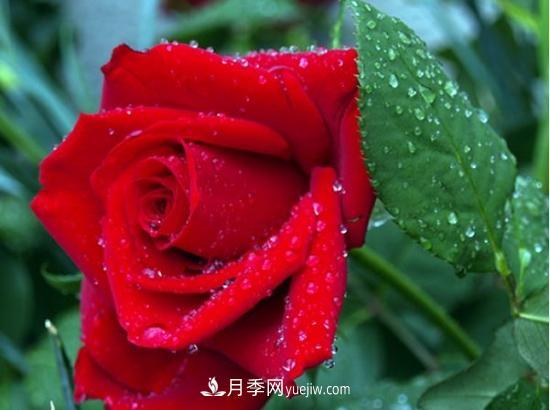 玫瑰花有哪些顏色？盤點十大常見玫瑰花顏色(圖1)