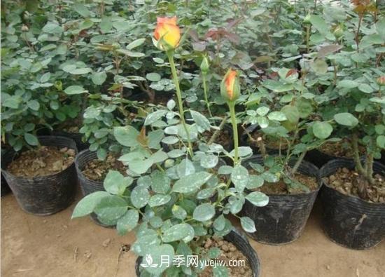 玫瑰花的繁殖方法：常用嫁接、扦插或壓條等方法繁殖(圖2)