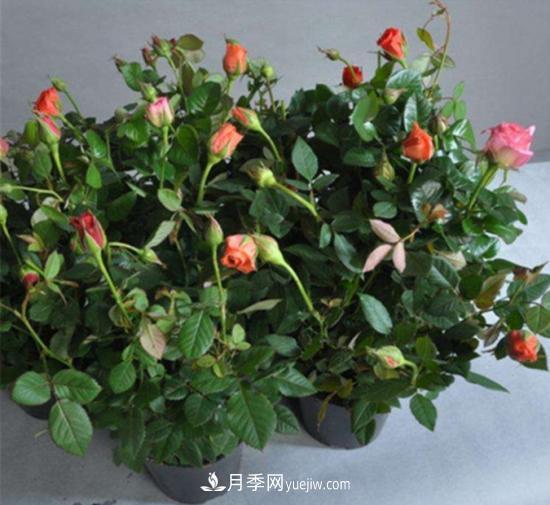 玫瑰花的繁殖方法：常用嫁接、扦插或壓條等方法繁殖(圖3)