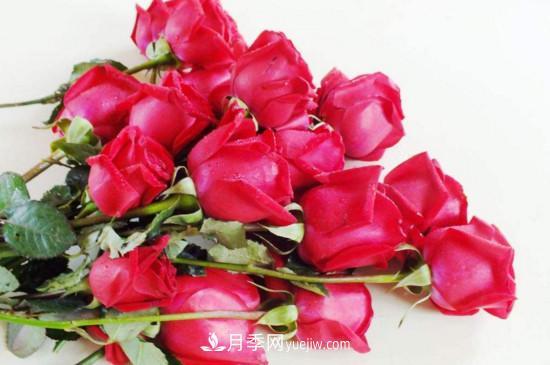 21朵玫瑰花代表什么？你是我的***愛以及真誠的愛(圖1)