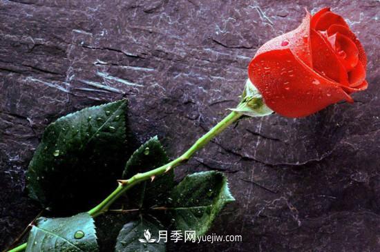 21朵玫瑰花代表什么？你是我的***愛以及真誠的愛(圖3)