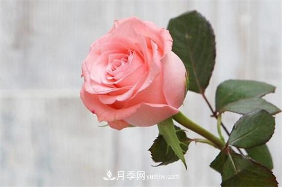玫瑰品種有哪些？十大玫瑰花品種介紹(圖2)