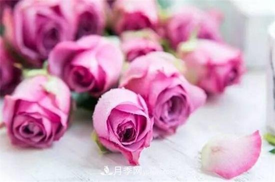 玫瑰品種有哪些？十大玫瑰花品種介紹(圖5)