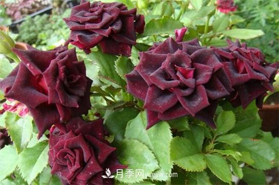 玫瑰品種有哪些？十大玫瑰花品種介紹(圖8)