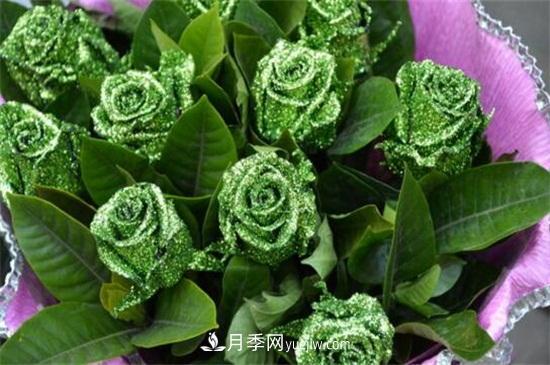 玫瑰品種有哪些？十大玫瑰花品種介紹(圖7)