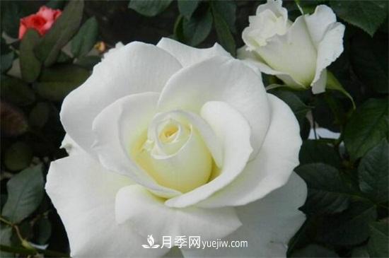 玫瑰品種有哪些？十大玫瑰花品種介紹(圖6)
