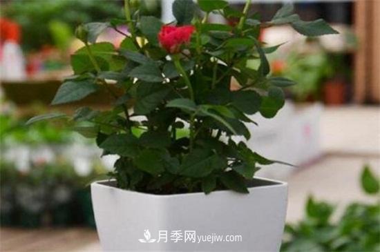 盆栽玫瑰花冬天怎么養(yǎng)？盆栽玫瑰冬天養(yǎng)護方法(圖1)