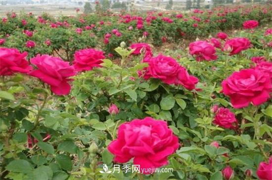 盆栽玫瑰花冬天怎么養(yǎng)？盆栽玫瑰冬天養(yǎng)護方法(圖2)