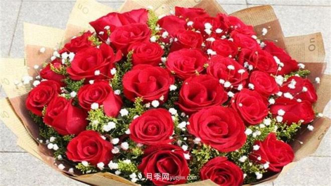 玫瑰花語是什么？盤點(diǎn)五個顏色的玫瑰花語(圖1)