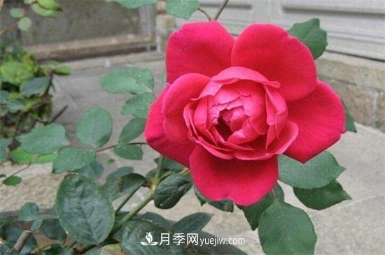 玫瑰花怎么養(yǎng)護(hù)？五步教你養(yǎng)好玫瑰花(圖3)