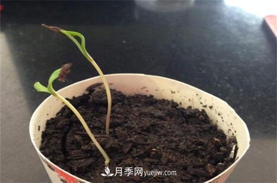 玫瑰花怎么種？玫瑰花種植方法和步驟(圖1)