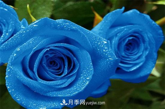 玫瑰花有哪些顏色？盤點十大常見玫瑰花顏色(圖2)