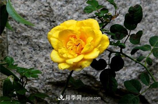 玫瑰花有哪些顏色？盤點十大常見玫瑰花顏色(圖3)