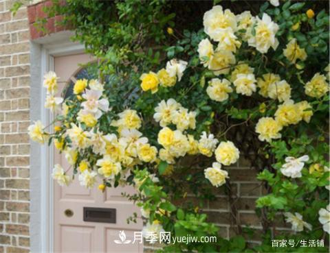 “***貴”的月季花，花朵大，顏色鮮艷，花香宜人(圖4)