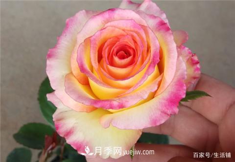 “***貴”的月季花，花朵大，顏色鮮艷，花香宜人(圖1)