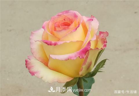 “***貴”的月季花，花朵大，顏色鮮艷，花香宜人(圖2)