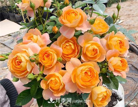 “***貴”的月季花，花朵大，顏色鮮艷，花香宜人(圖3)