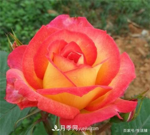 “***貴”的月季花，花朵大，顏色鮮艷，花香宜人(圖5)