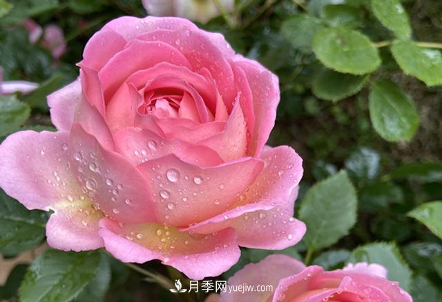 銀禧慶典被稱“***美玫瑰”，經(jīng)典大花月季品種介紹(圖1)