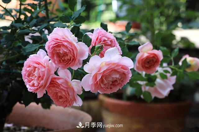 銀禧慶典被稱“***美玫瑰”，經(jīng)典大花月季品種介紹(圖3)