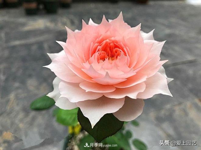 盤點那些比荷花還美的月季，讓荷花無路可走(圖1)