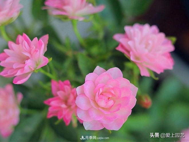 盤點那些比荷花還美的月季，讓荷花無路可走(圖3)